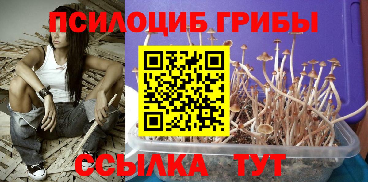 Галлюциногенные грибы прущие грибы  Псилоцибиновые грибы Cubensis  Лыткарино  Вход с VPN 
